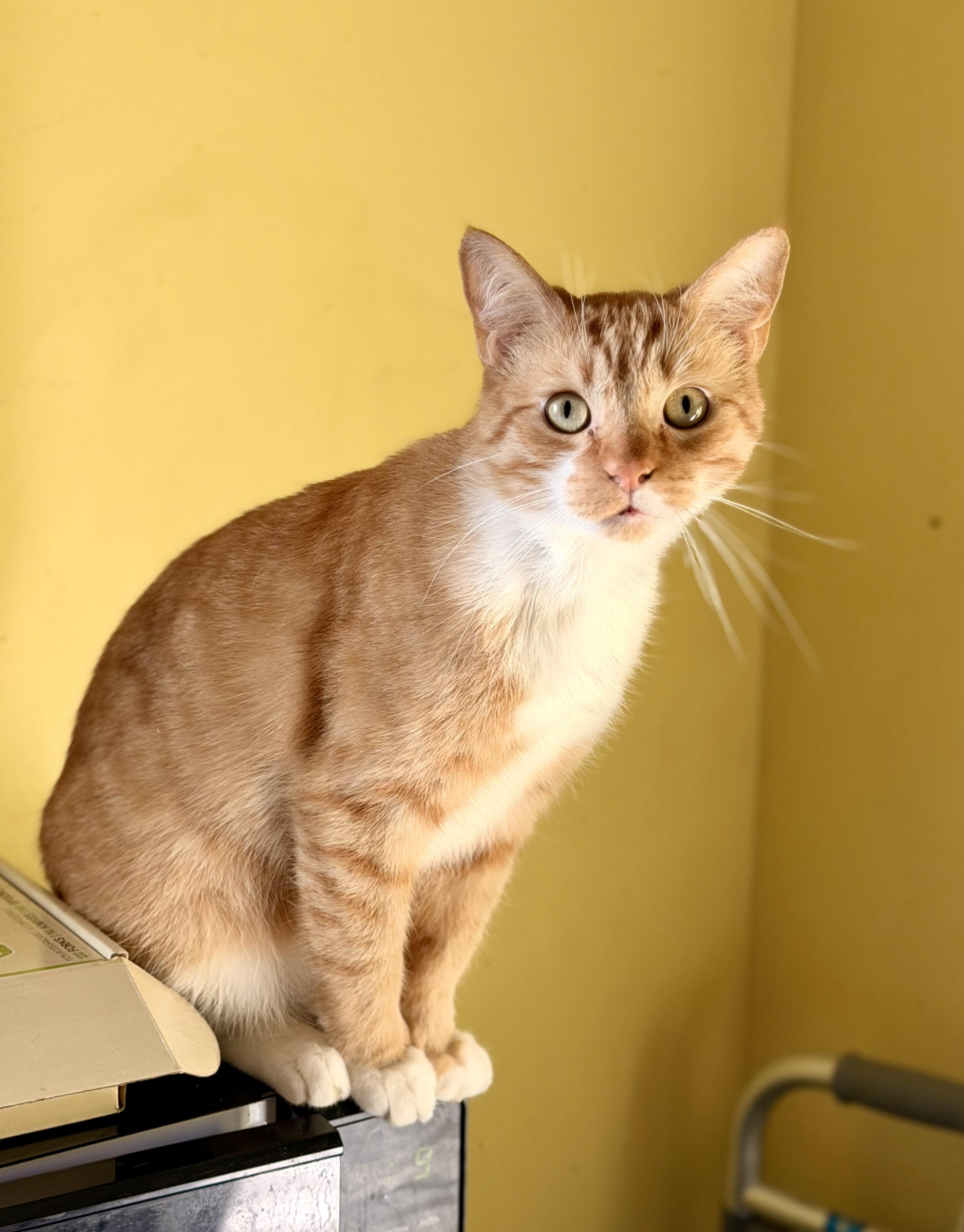 Enlarge Maxwell, a Adoptable Domestic Short Hair in North Hollywood, CA image 2/2