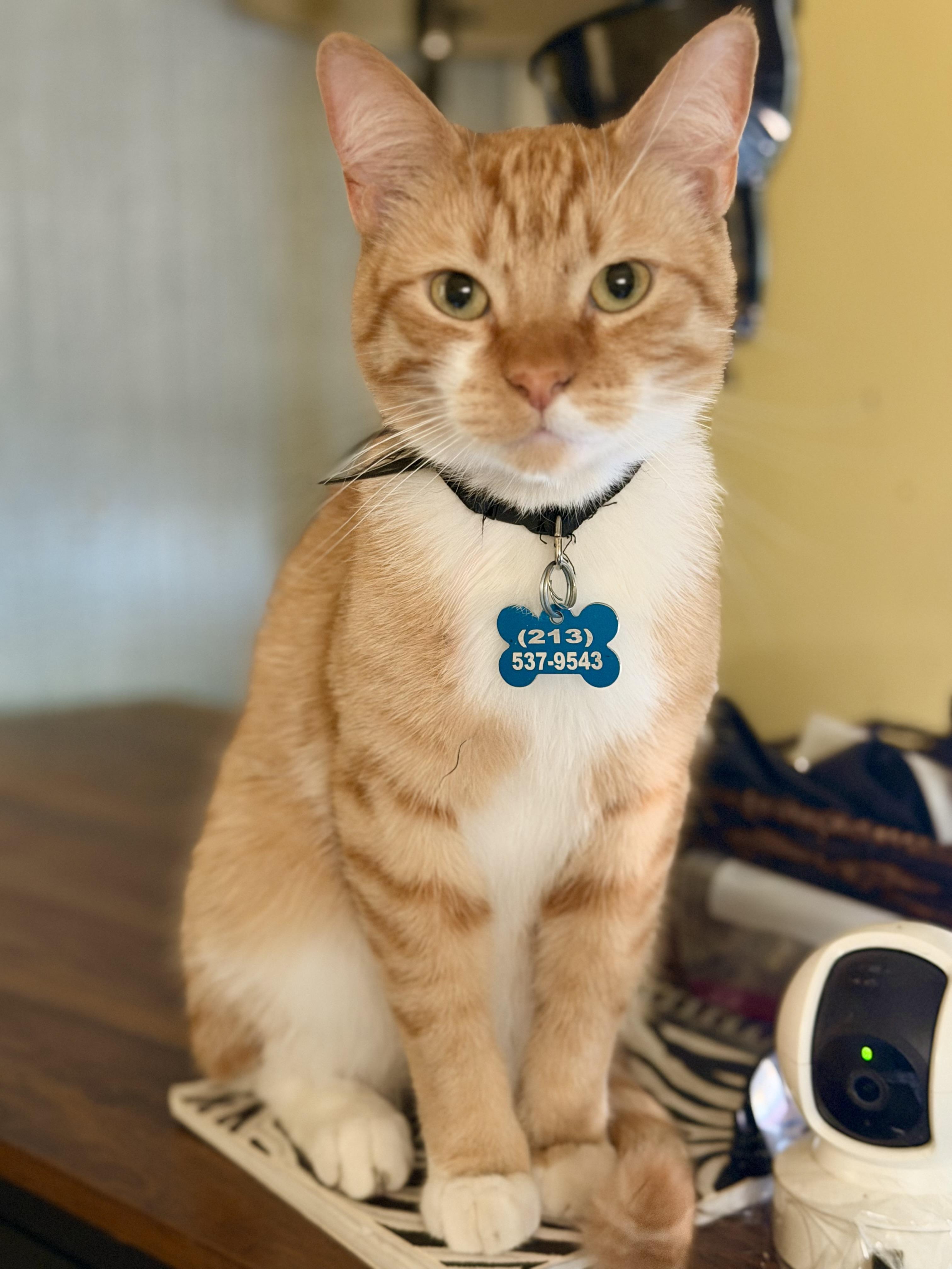 Maxwell, Adoptable, Adult Male Domestic Short Hair.
