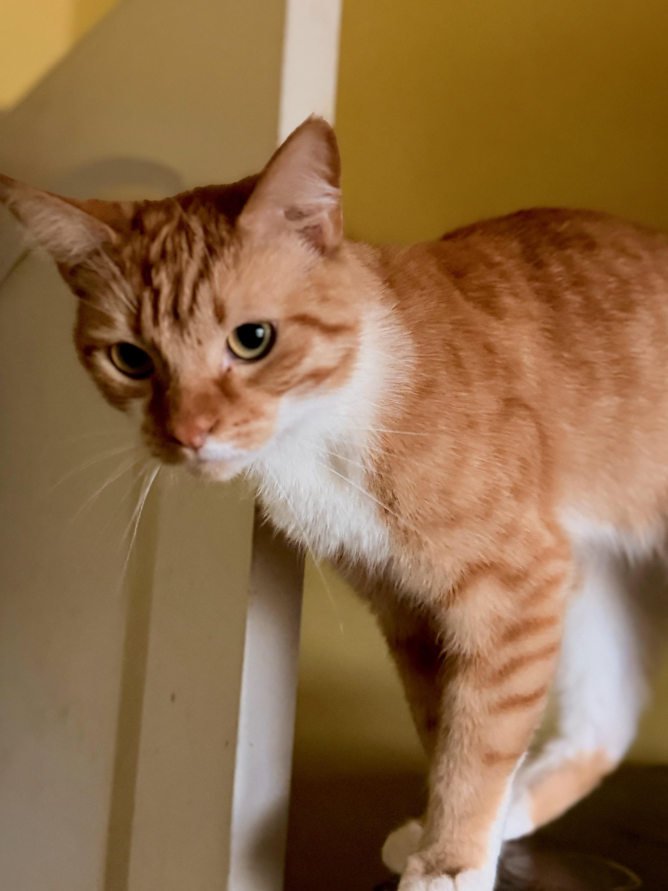 Enlarge Maxwell, a ADOPTABLE Domestic Short Hair in North Hollywood, CA image 1/1