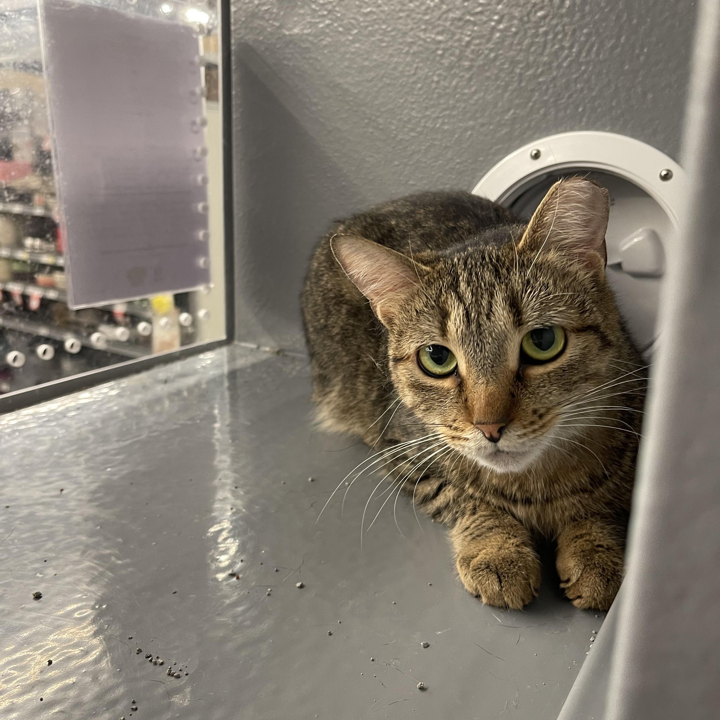 Asher, a ADOPTABLE Domestic Short Hair in Highland, IN image 2/3