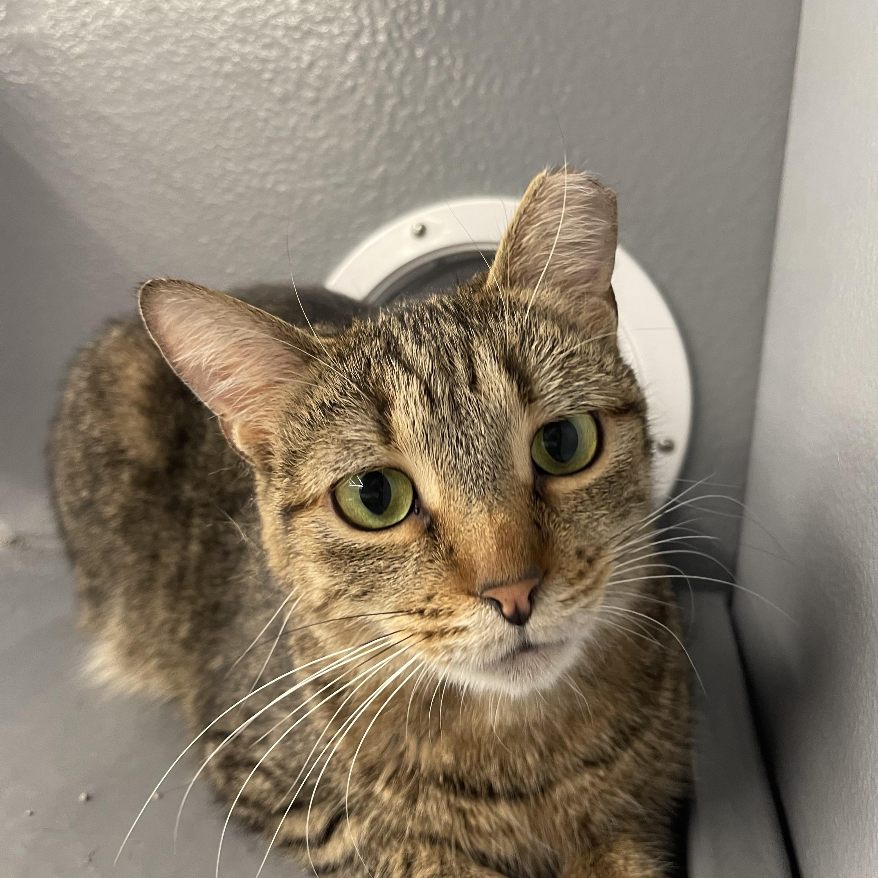 Asher, ADOPTABLE, Adult Male Domestic Short Hair.
