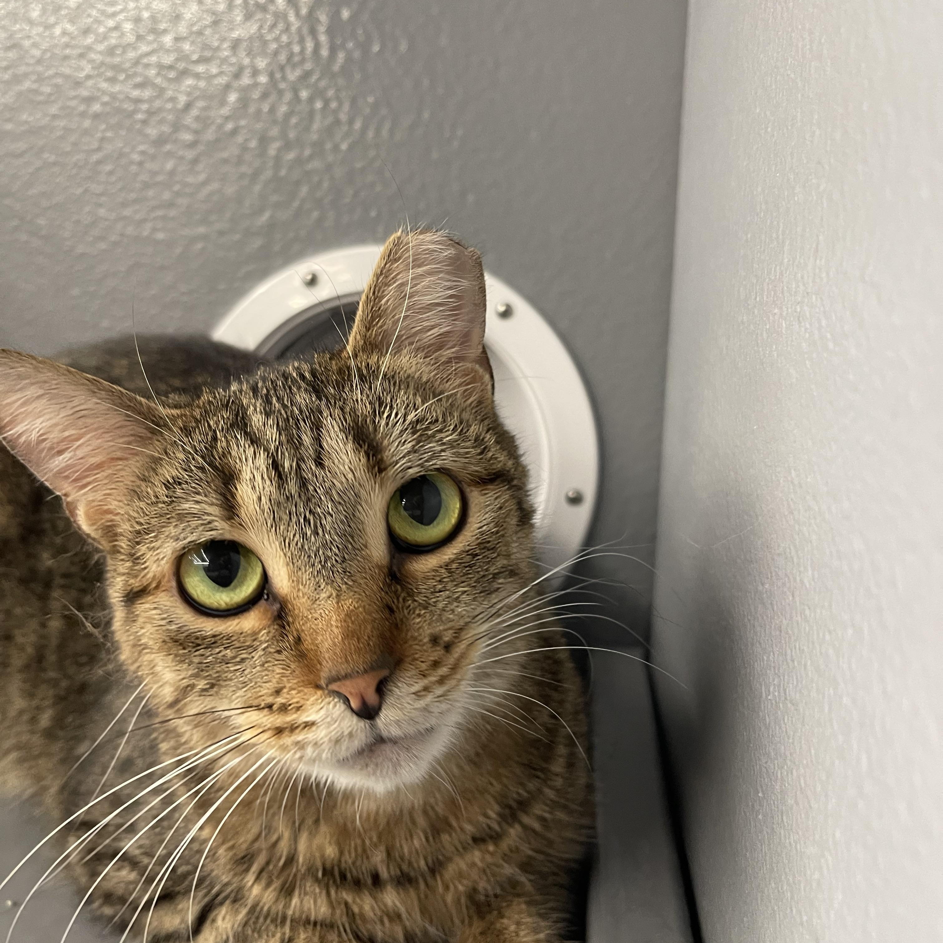 Asher, a ADOPTABLE Domestic Short Hair in Highland, IN image 3/3