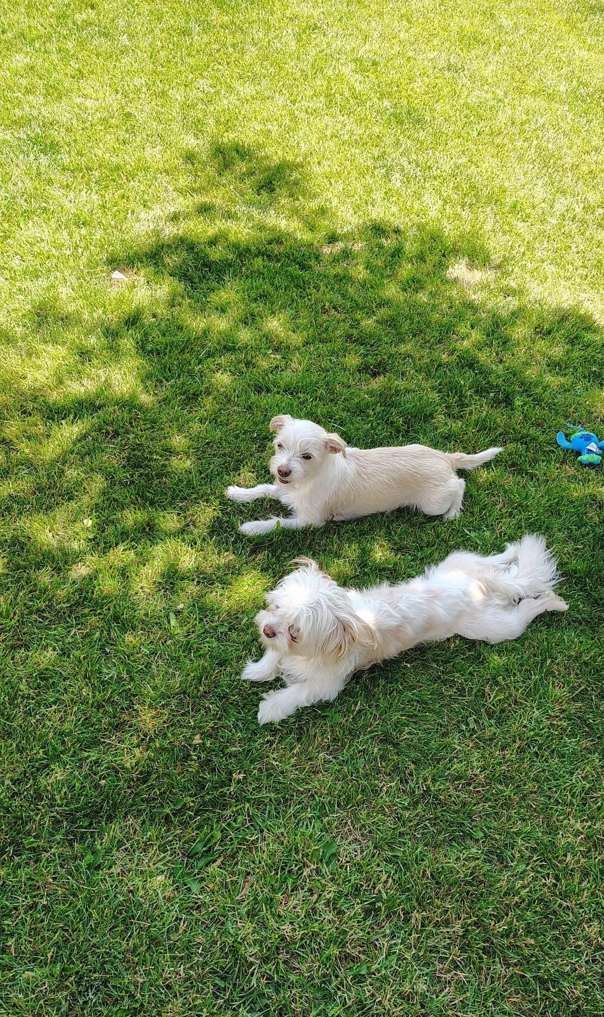 Enlarge Romeo, an adopted mixed breed in Ephrata, WA image 4/5