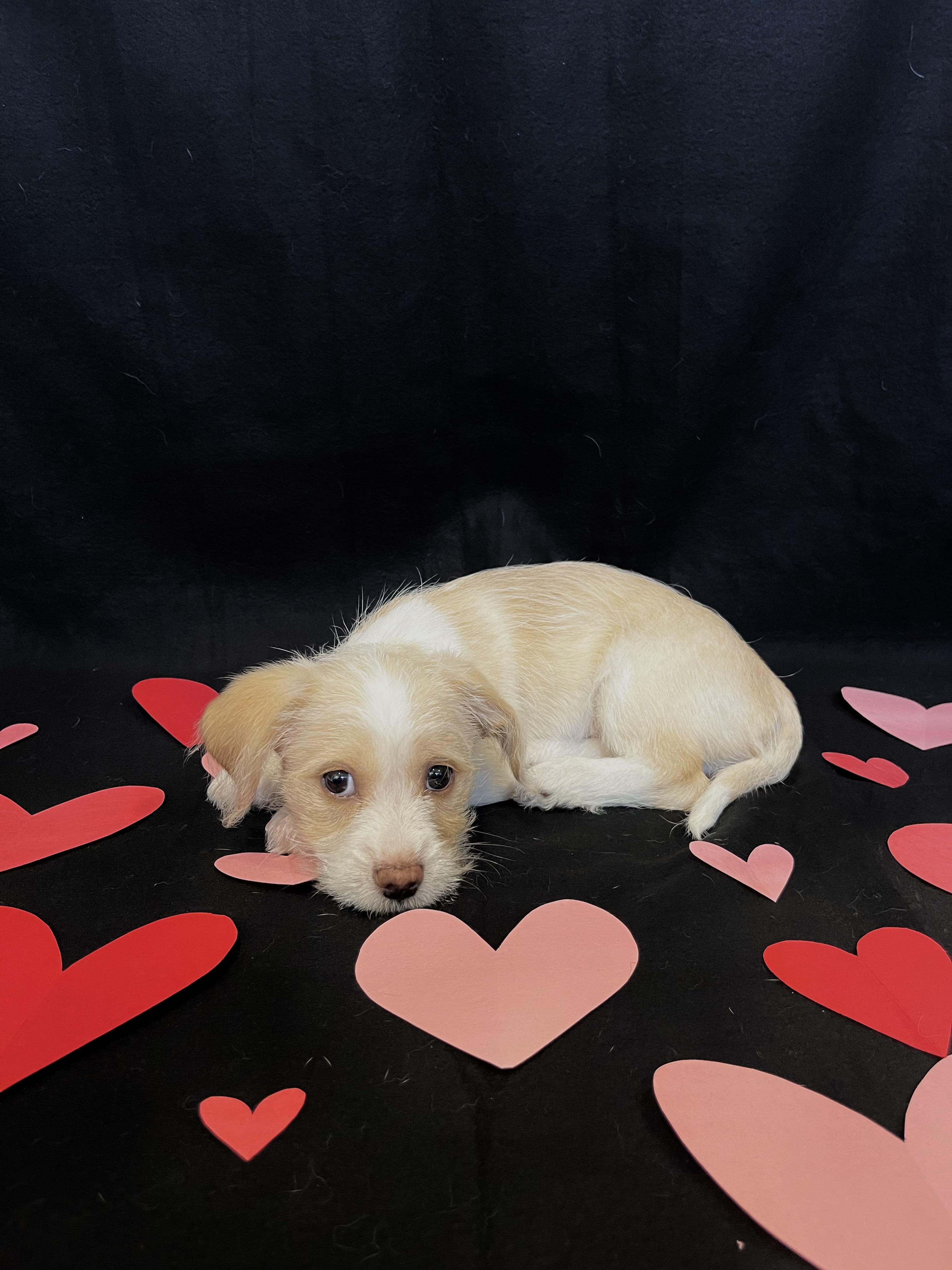 Enlarge Romeo, an adopted mixed breed in Ephrata, WA image 1/5