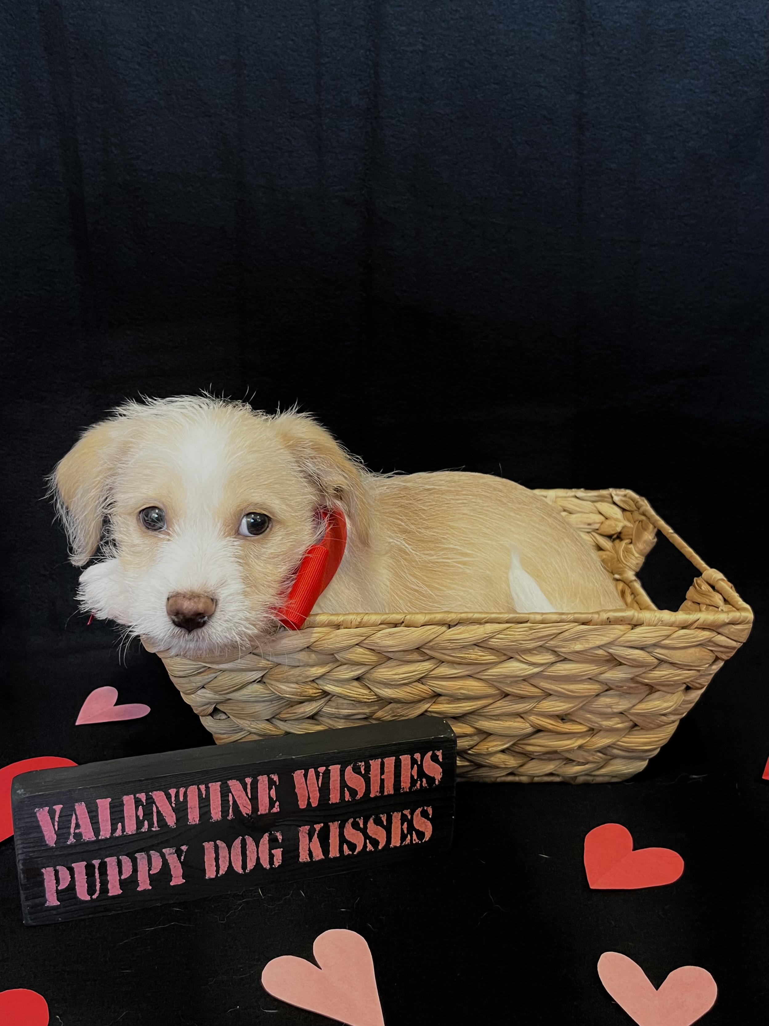 Enlarge Romeo, an adopted mixed breed in Ephrata, WA image 2/5