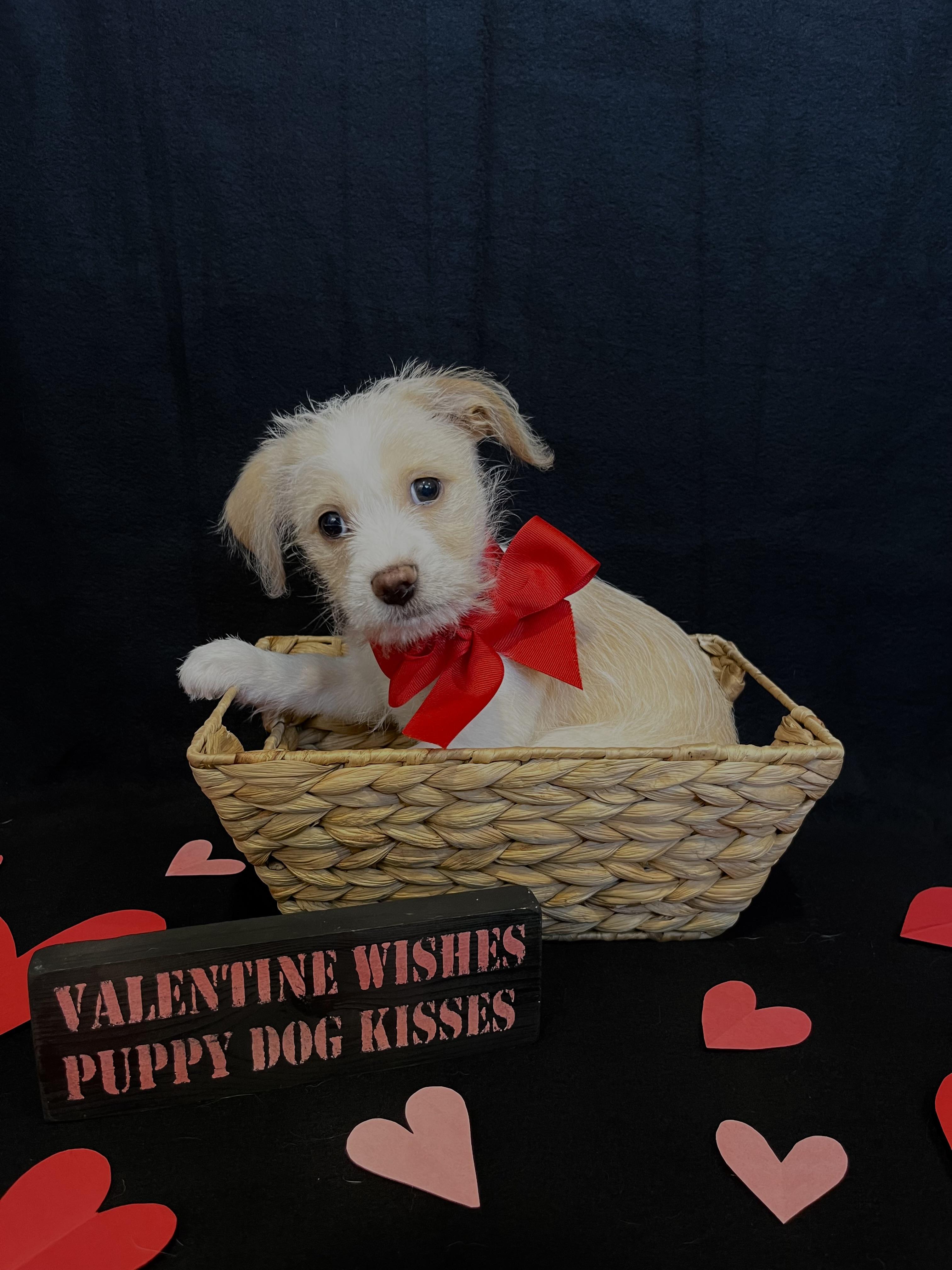 Enlarge Romeo, an adopted mixed breed in Ephrata, WA image 3/5