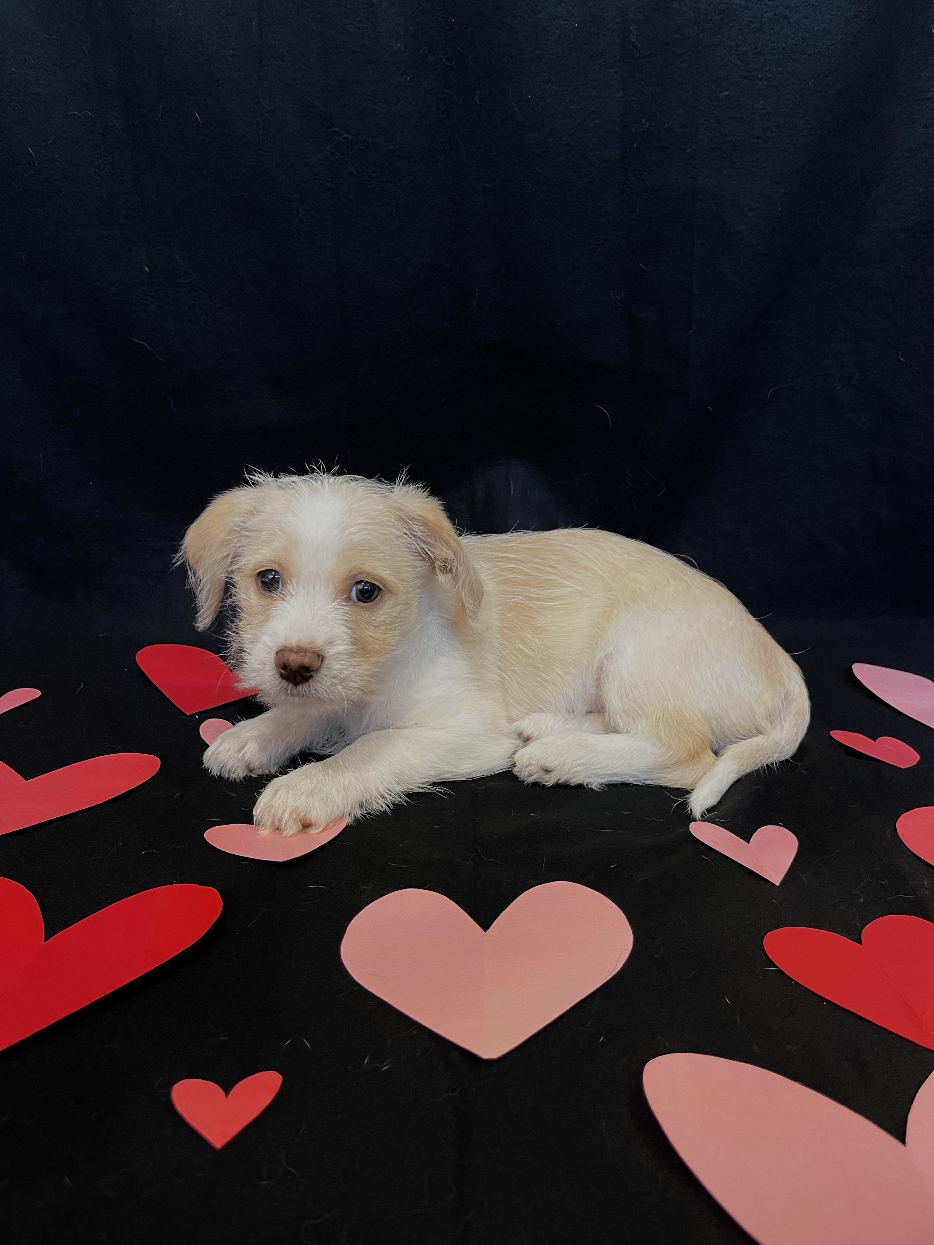 Enlarge Romeo, an adopted mixed breed in Ephrata, WA image 5/5