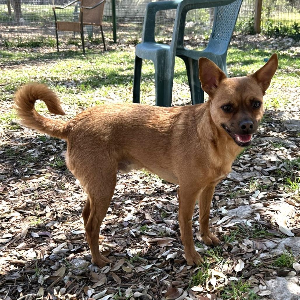 Sweet Boy, Adoptable, Adult Male Chihuahua.