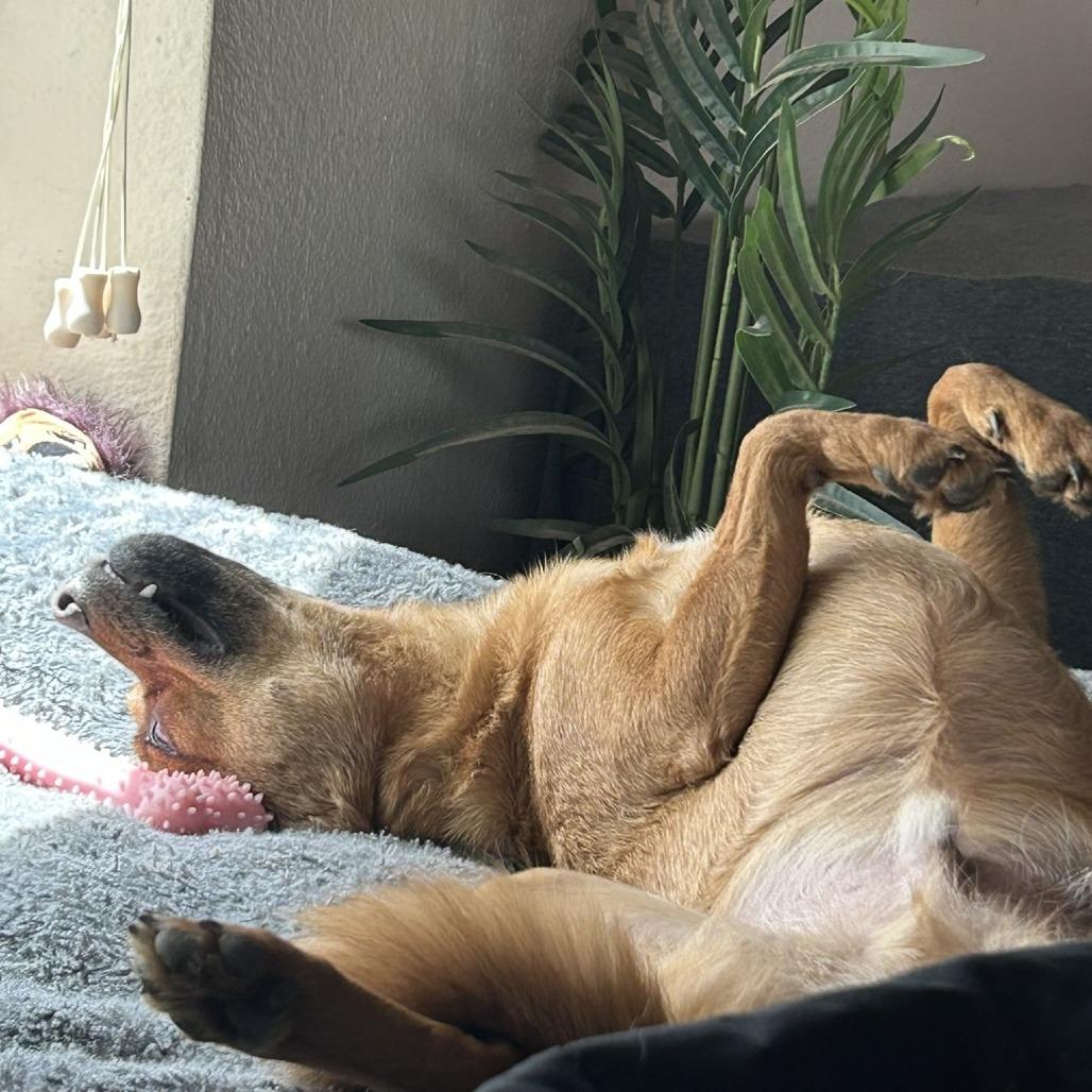 Sweet Boy, Adoptable, Adult Male Chihuahua.