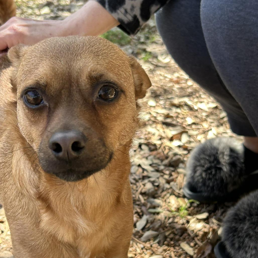 Enlarge Sweet Boy, a Adoptable mixed breed in Wimberley, TX image 2/6