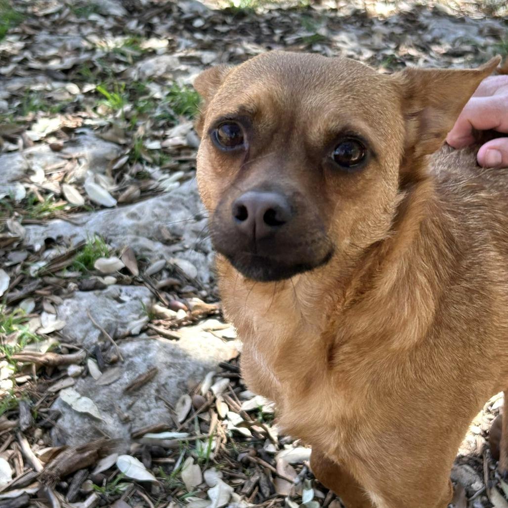 Enlarge Sweet Boy, a Adoptable mixed breed in Wimberley, TX image 3/6