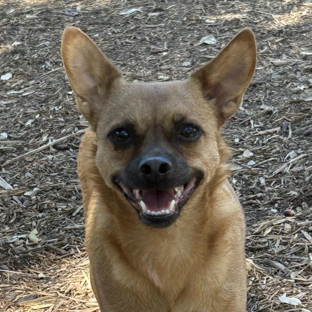 Enlarge Sweet Boy, a Adoptable mixed breed in Wimberley, TX image 4/6