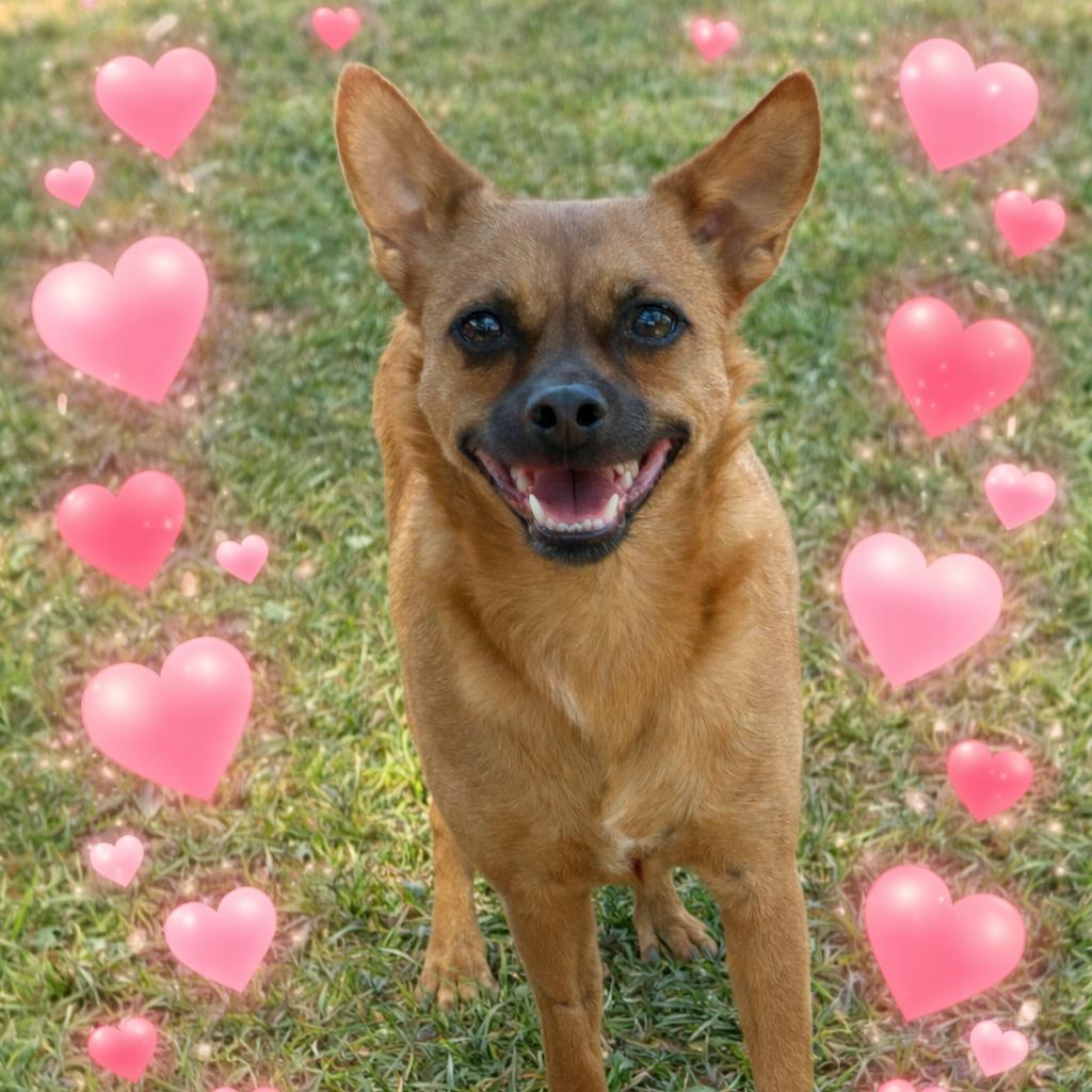 Sweet Boy, a Adoptable mixed breed in Wimberley, TX image 4/6