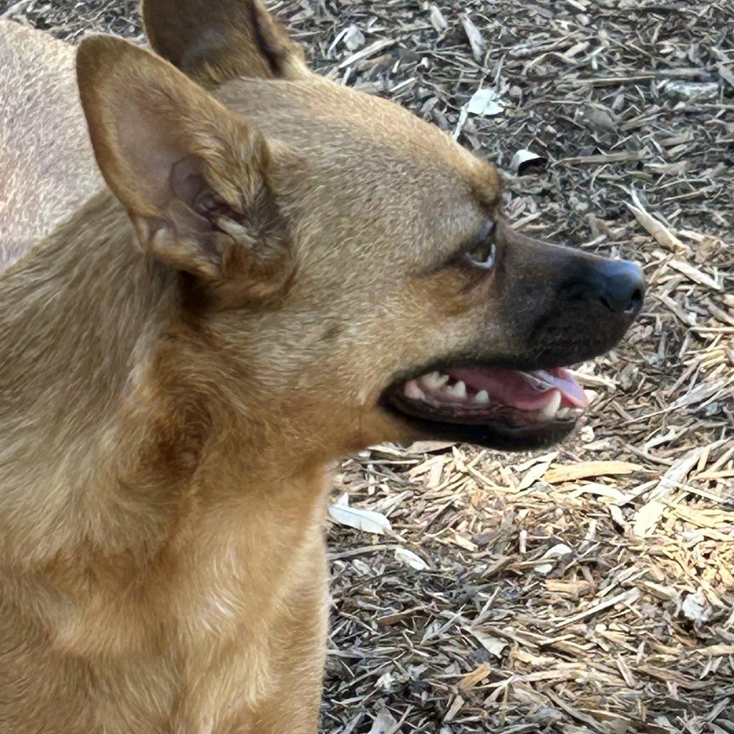 Sweet Boy, a Adoptable mixed breed in Wimberley, TX image 3/6