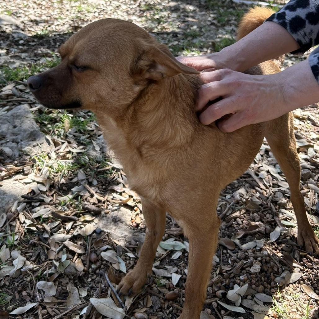 Sweet Boy, a Adoptable mixed breed in Wimberley, TX image 4/6