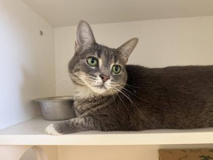 Tilly, Adoptable, Adult Female Domestic Short Hair & Domestic Short Hair.
