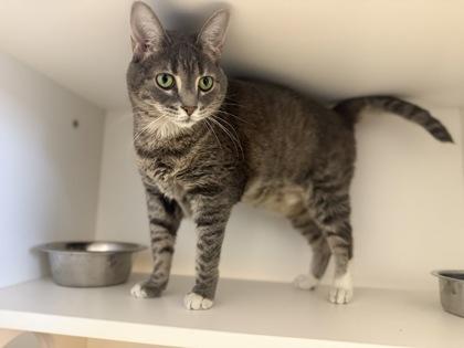 Tilly, a Adoptable mixed breed in Harbor Springs, MI image 2/5