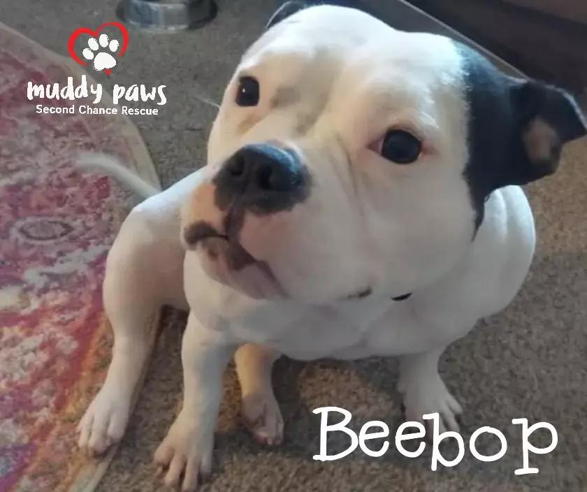 BeeBop, a Adoptable mixed breed in Council Bluffs, IA image 1/4