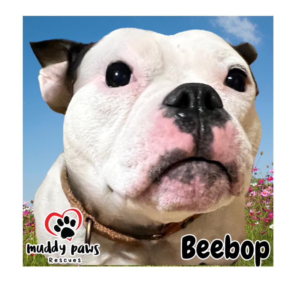 BeeBop, a Adoptable mixed breed in Council Bluffs, IA image 2/4