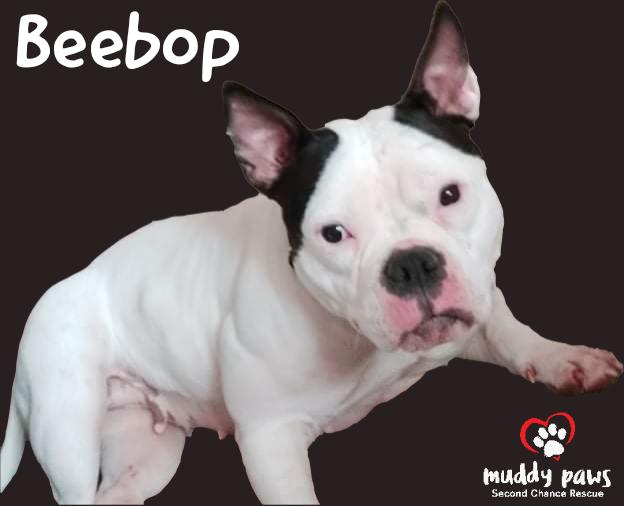 BeeBop — thumbnail 3