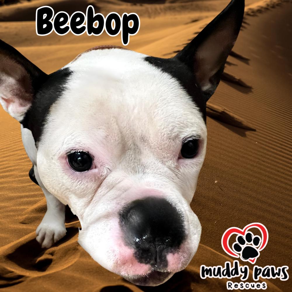 BeeBop, a Adoptable mixed breed in Council Bluffs, IA image 4/4