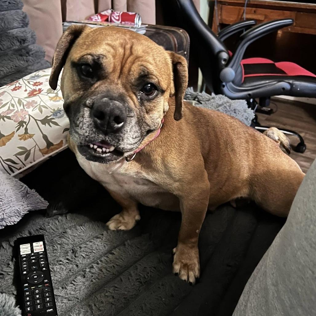 Trixie, Adoptable, Adult Female English Bulldog & Beagle.