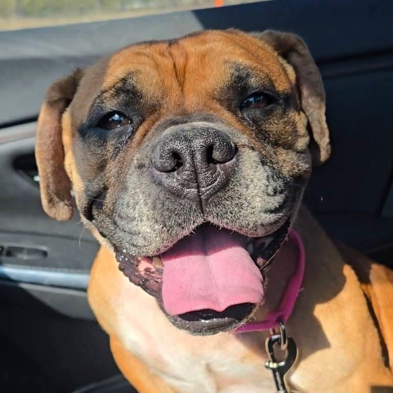 Enlarge Trixie, a Adoptable mixed breed in Huber Heights, OH image 2/5