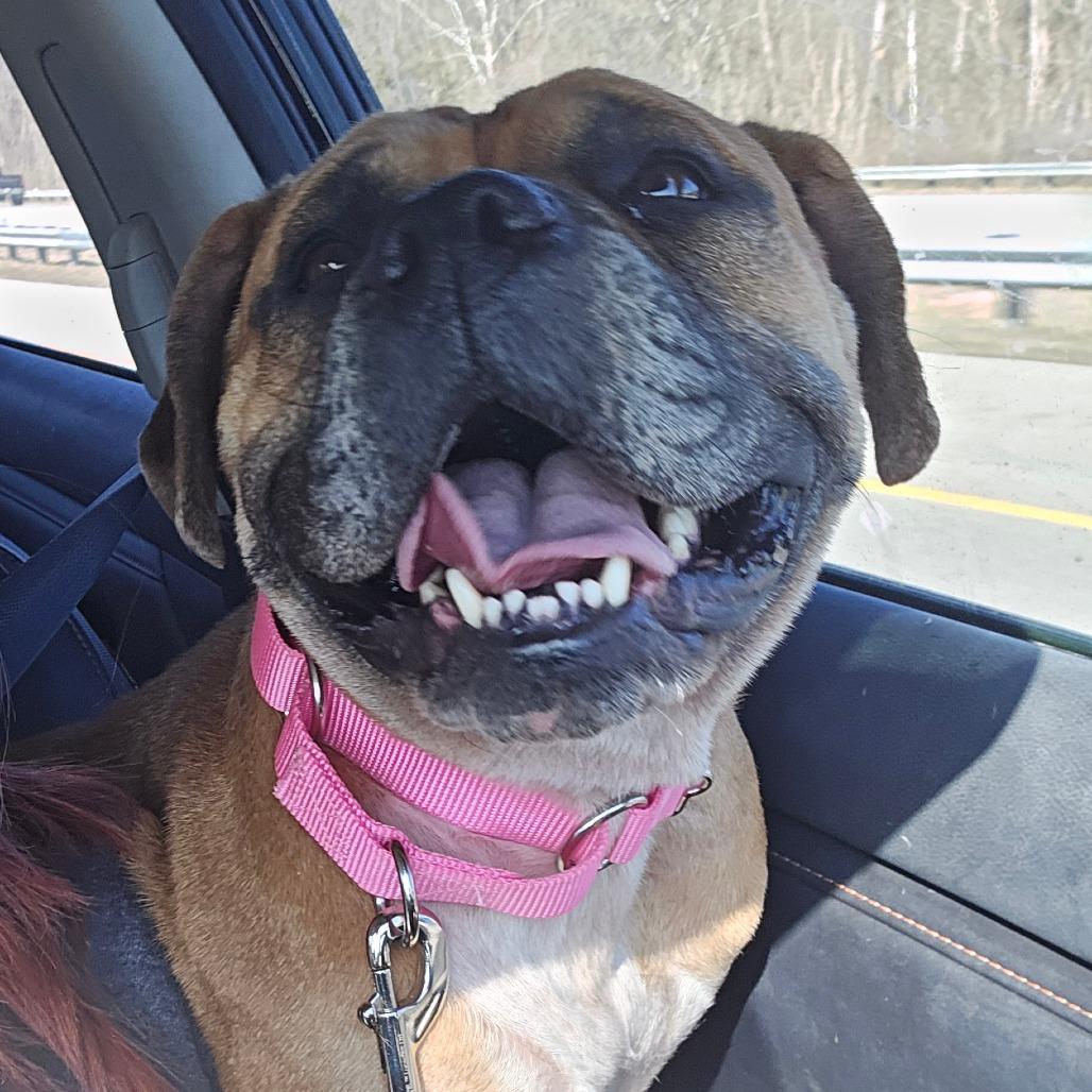 Enlarge Trixie, a Adoptable mixed breed in Huber Heights, OH image 4/6