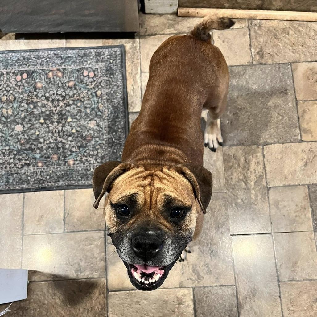 Enlarge Trixie, a Adoptable mixed breed in Huber Heights, OH image 4/5