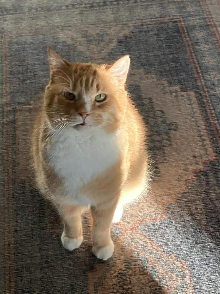 Enlarge Pumpkin (FeLV+), a Adoptable mixed breed in Harpers Ferry, WV image 1/4