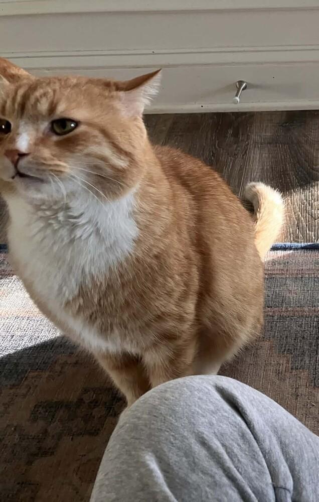 Enlarge Pumpkin (FeLV+), a Adoptable mixed breed in Harpers Ferry, WV image 2/4