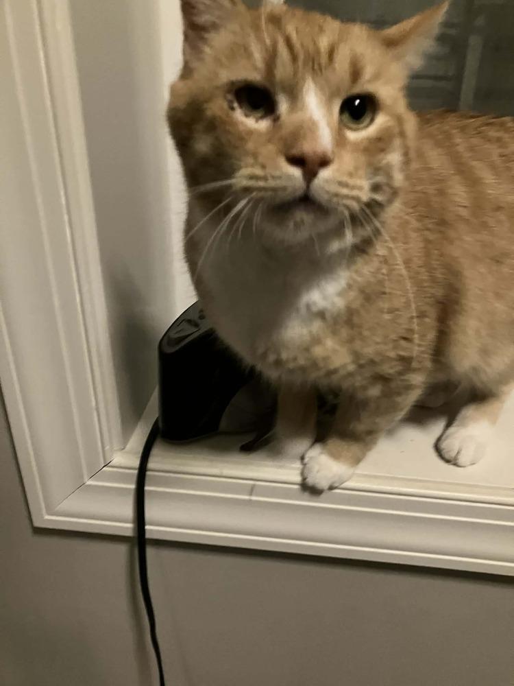 Enlarge Pumpkin (FeLV+), a Adoptable mixed breed in Harpers Ferry, WV image 3/4