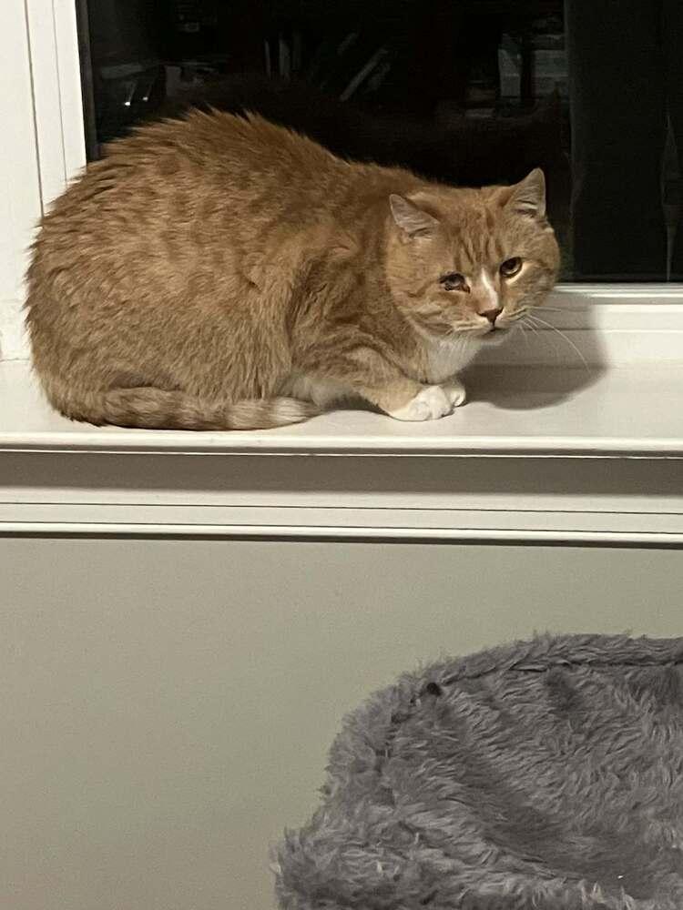 Enlarge Pumpkin (FeLV+), a Adoptable mixed breed in Harpers Ferry, WV image 4/4