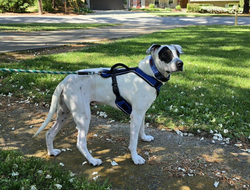 Enlarge Bandit, a ADOPTABLE mixed breed in atlanta, GA image 3/5