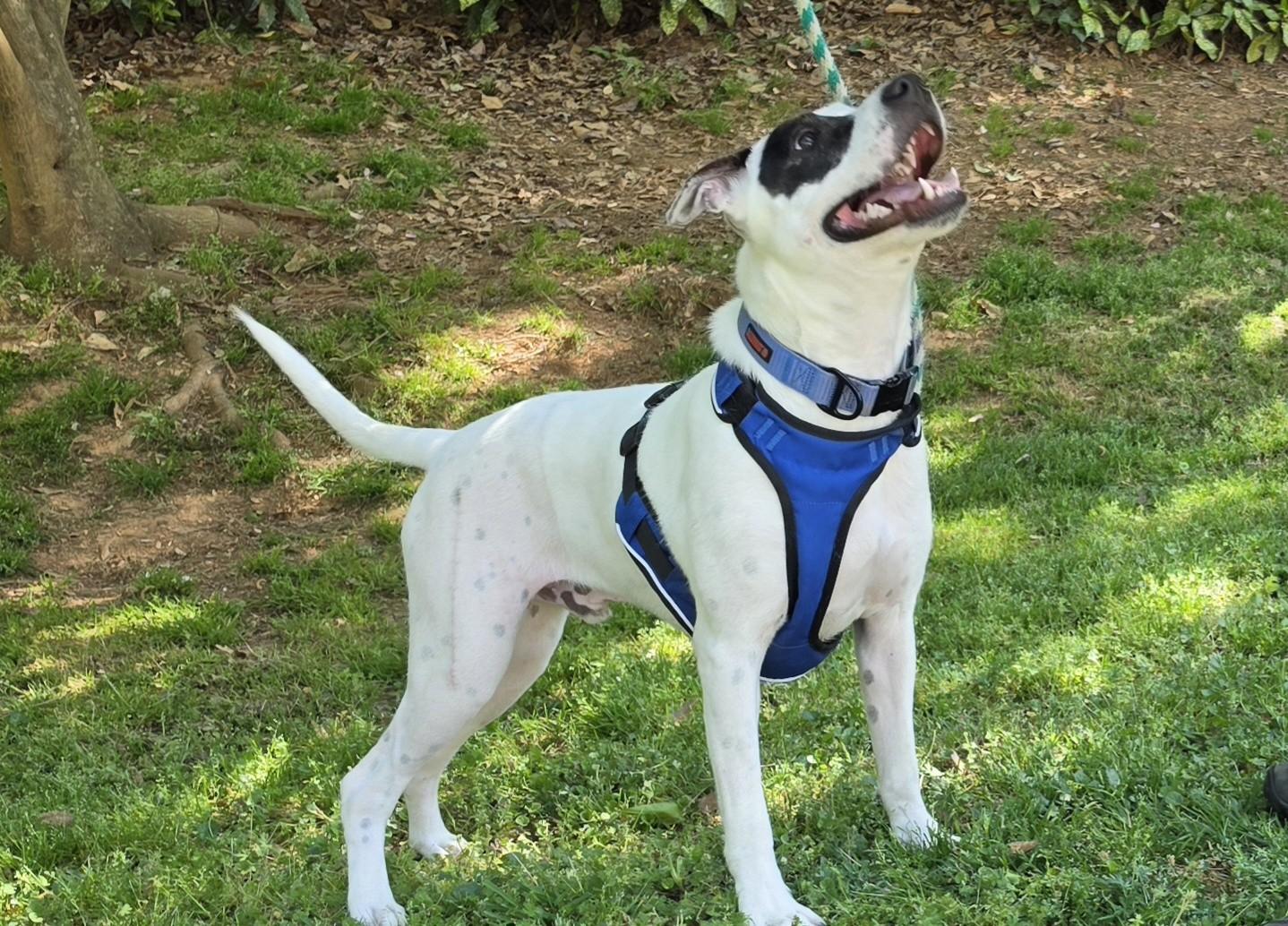 Enlarge Bandit, a ADOPTABLE mixed breed in atlanta, GA image 4/5