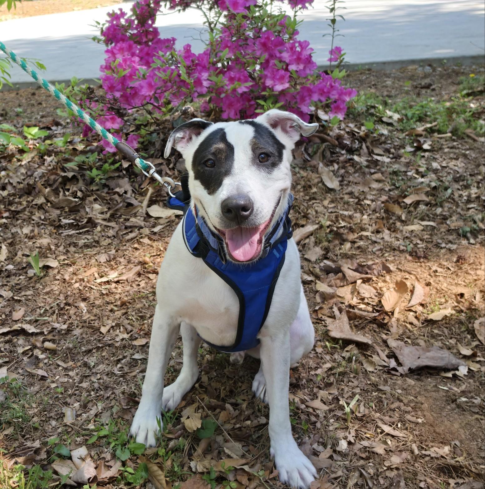 Enlarge Bandit, a ADOPTABLE mixed breed in atlanta, GA image 5/5