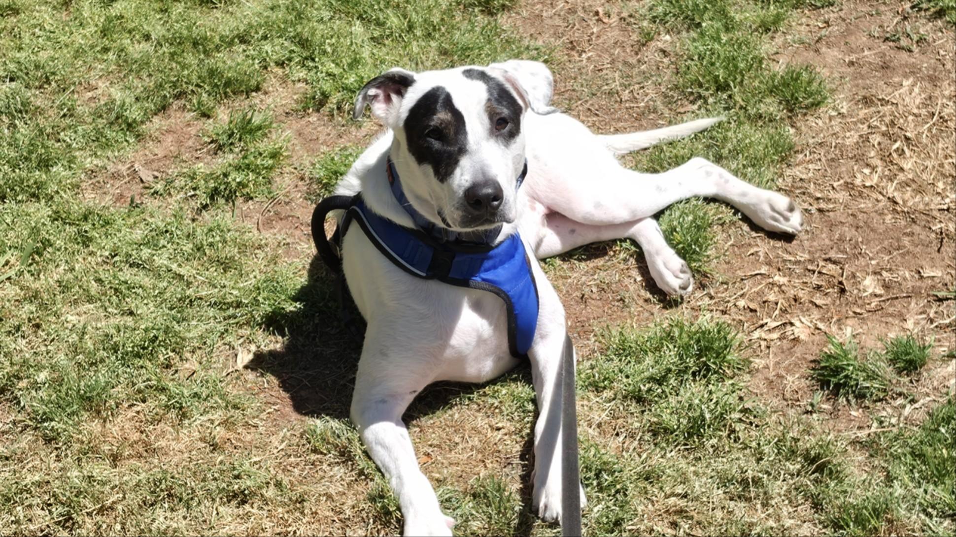 Enlarge Bandit, a ADOPTABLE mixed breed in atlanta, GA image 2/5