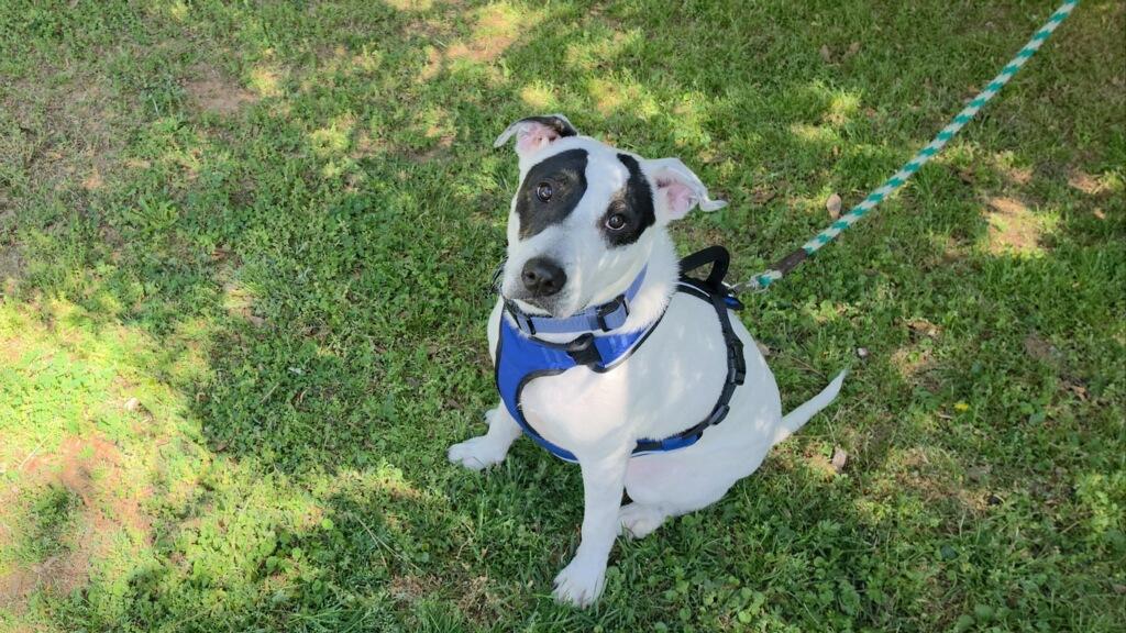 Enlarge Bandit, a ADOPTABLE mixed breed in atlanta, GA image 1/5