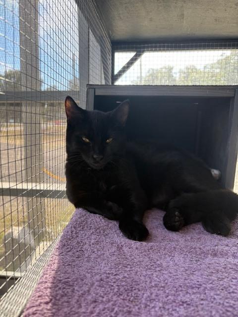 Enlarge Poe, a Adoptable Domestic Short Hair in Crescent City, FL image 1/2