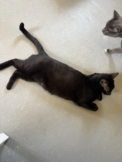 Enlarge Poe, a Adoptable Domestic Short Hair in Crescent City, FL image 2/2