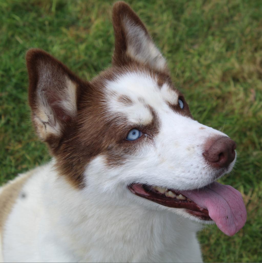 Calypso, Adoptable, Adult Female Husky.