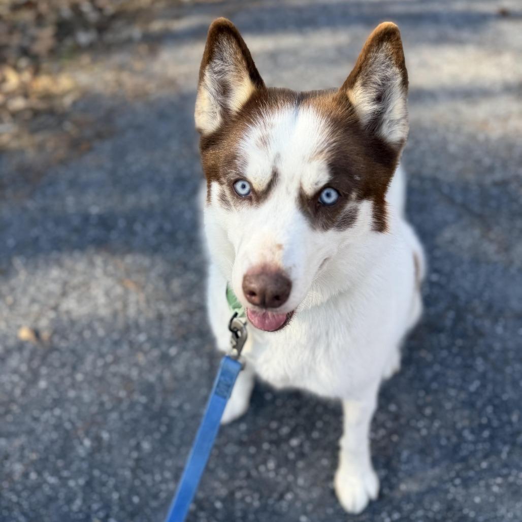Enlarge Calypso, a Adoptable Husky in Harrisonburg, VA image 2/6