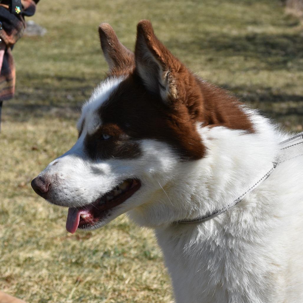 Enlarge Calypso, a Adoptable Husky in Harrisonburg, VA image 3/6