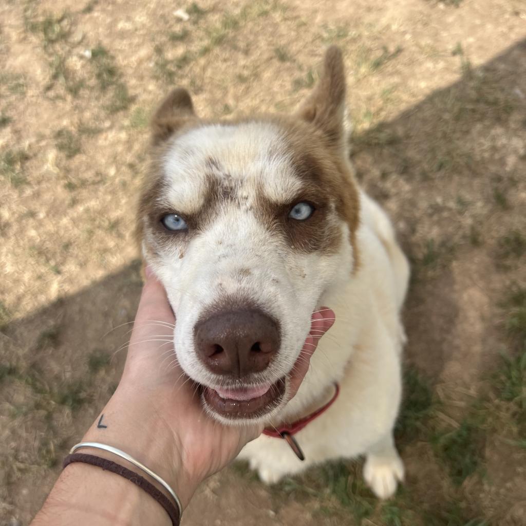 Enlarge Calypso, a Adoptable Husky in Harrisonburg, VA image 4/6