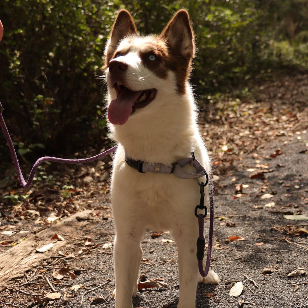Enlarge Calypso, a Adoptable Husky in Harrisonburg, VA image 5/6