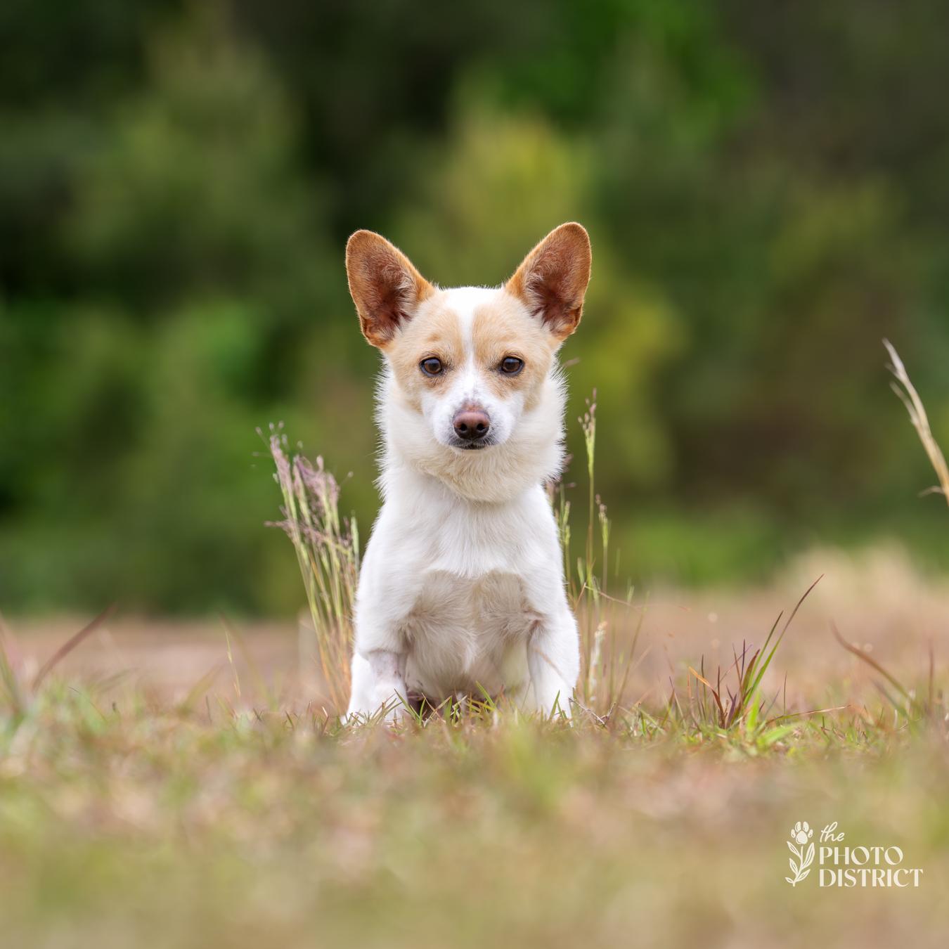Desi, Adoptable, Adult Male Chihuahua & Chihuahua.