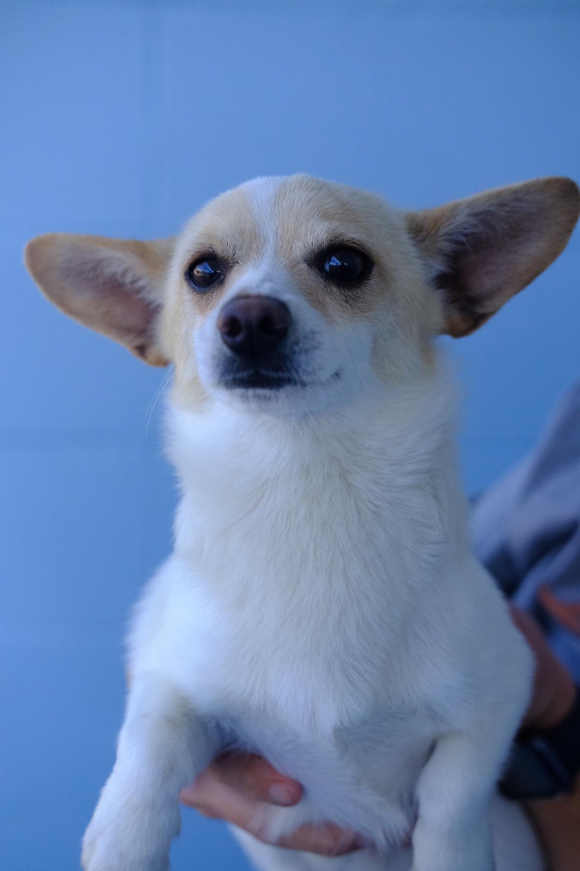 Desi, Adoptable, Adult Male Chihuahua & Chihuahua.