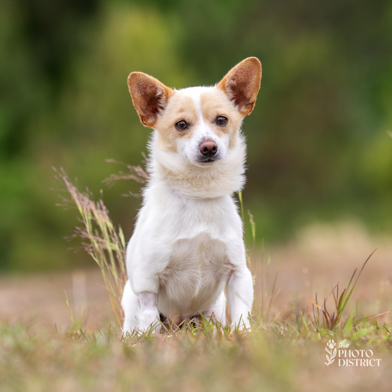 Enlarge Desi, a Adoptable mixed breed in Winnabow, NC image 2/2