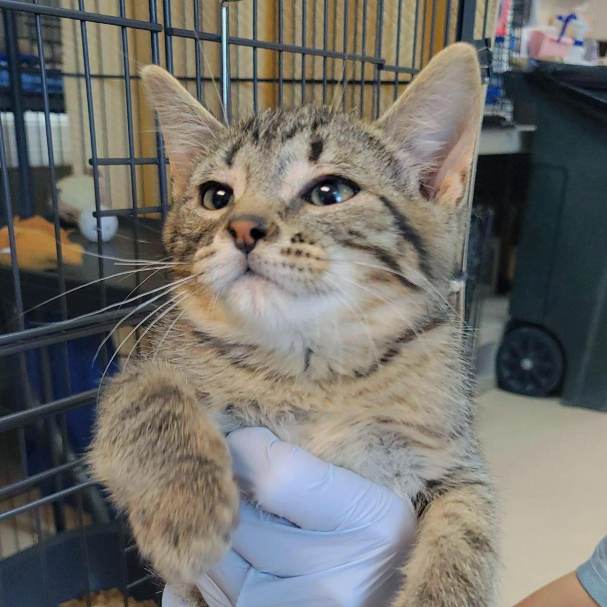 Tech-Deck, Adoptable, Kitten Male Domestic Short Hair.