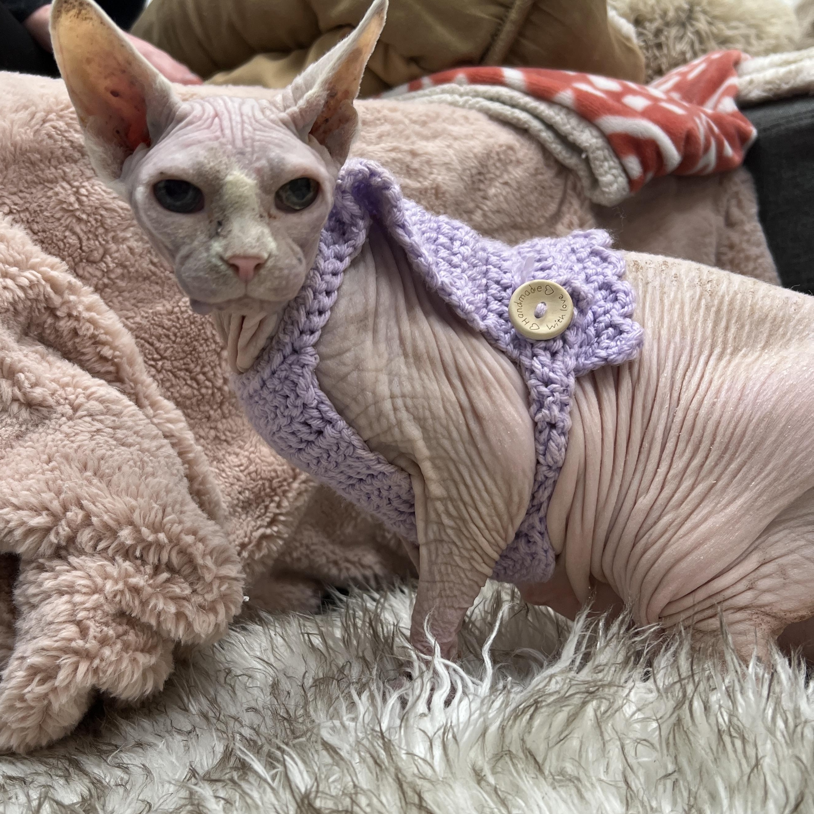 Enlarge Stoli, an adopted Sphynx / Hairless Cat in Philadelphia, PA image 2/3